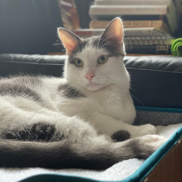 Meet your Posher, Romina - Picture 7 of 9